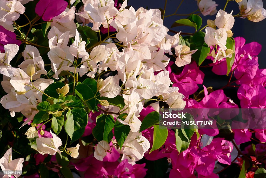 The Bougainvillier Colorfull Flowers 2015 Stock Photo