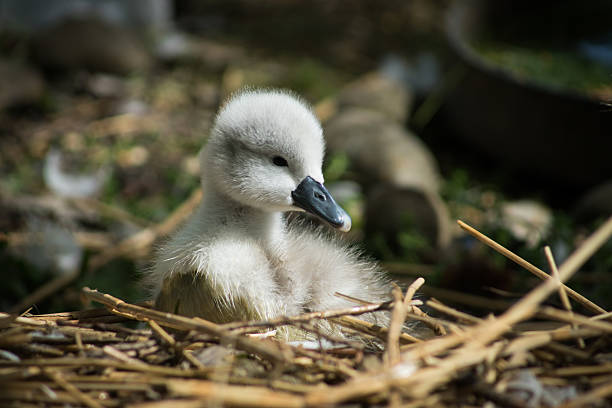 istock Baby Swan in Nest 482606056