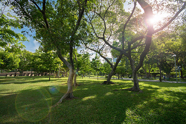 istock Trees with fresh green leaves 482606910