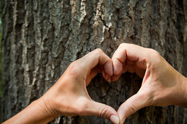istock Man And Woman's Hand Making Heart Shape Over Tree 482606946