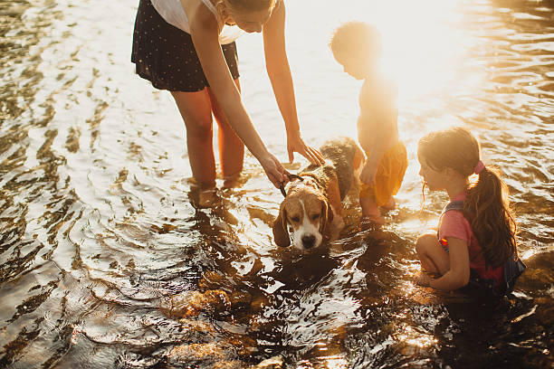 istock Giving our dog a bath in the river 482610910