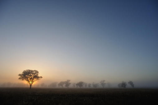 Silueta de los árboles al atardecer paisaje de Australia photo