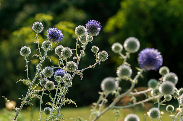 istock Purple spiky flowers 482611092