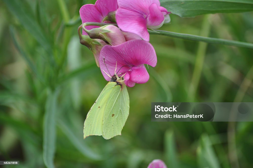 brimstone butterfly hanging on a pink flower brimstone butterfly hanging on a pink flower and green leaves in the background 2015 Stock Photo