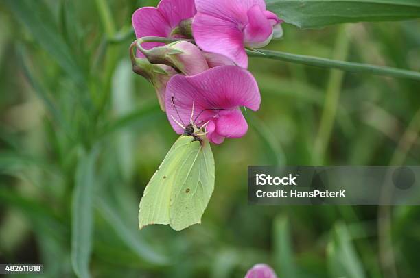 Brimstone Butterfly Hanging On A Pink Flower Stock Photo - Download Image Now - 2015, Animal Body Part, Animal Wing