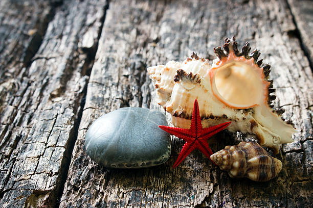 istock large sea shell, smooth stone on a wooden background 482612476