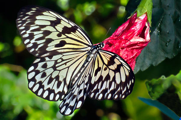 Tree Nymph (Idea Leuconoe)  at the Aruba Butterfly Farm
