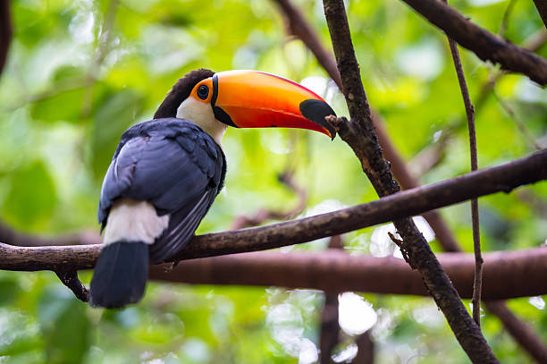 istock Toucan, National park Iguazu, Brazil 482613295
