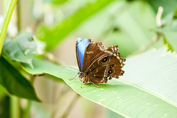 Butterfly stock photo