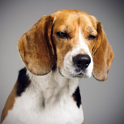 The head of a cute beagle dog looking into the camera on a black isolated background. Close-up.