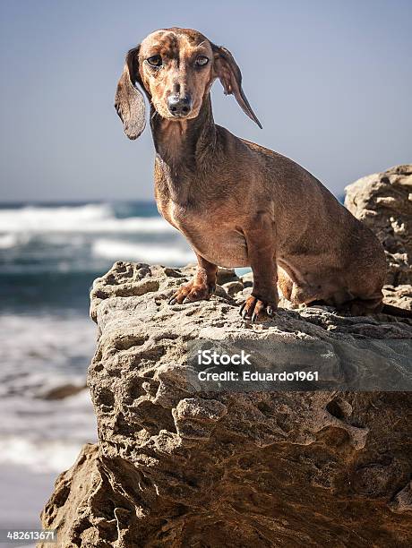 Foto de Estampas De Cachorros e mais fotos de stock de Animal - Animal, Animal de estimação, Basset Alemão