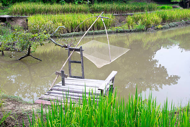 rede de pesca e arroz gestantes. - fishing net commercial fishing net netting isolated - fotografias e filmes do acervo