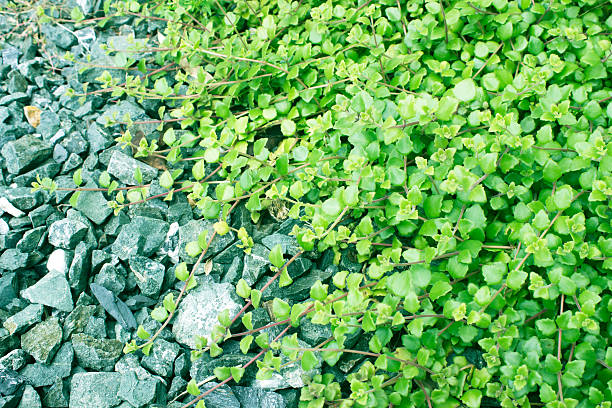 planta ivy folhas verdes e chão de pedra. - gray mold - fotografias e filmes do acervo