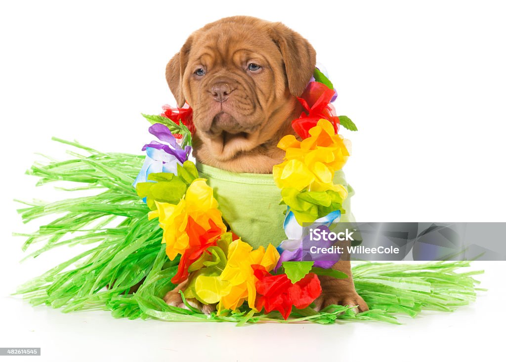 hula-Hund - Lizenzfrei Blau Stock-Foto