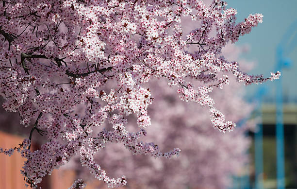 istock Sakura flowers blooming. Beautiful pink cherry blossom 482614779