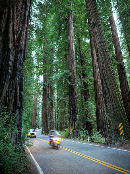 istock Road leading through the Redwood Forest National Park 482614869