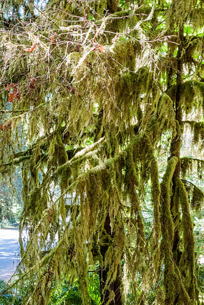 Olympic Foresta pluviale - foto stock