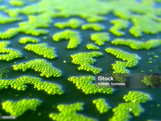 Leaf Background Stock Photo - Download Image Now - Artificial, Backgrounds, Close-up