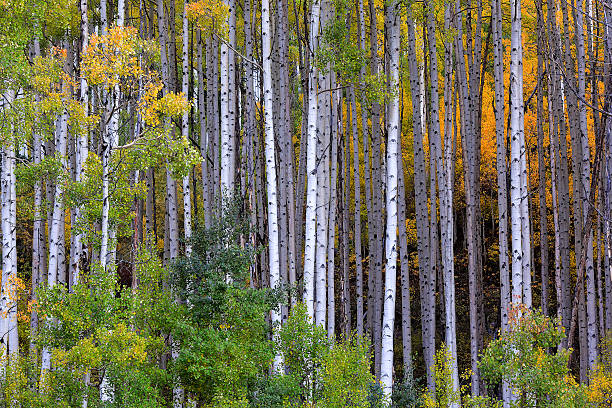 istock White aspen trees in autum 482615492