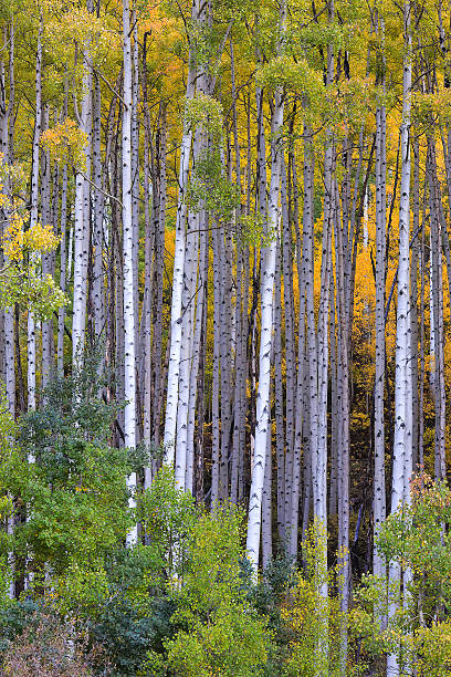 istock White aspen trees in autum 482615494