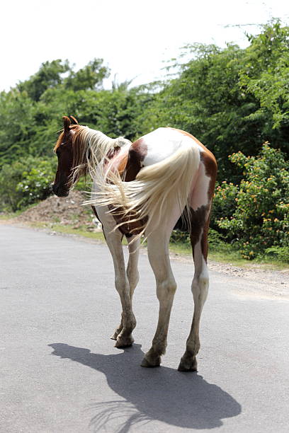 istock brown and white horse walking on a road 482615634