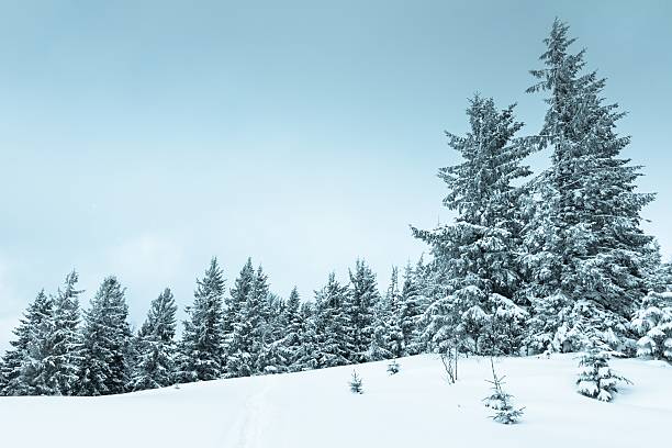 istock Spruce Tree Forest Covered by Snow in Winter Landscape 482616038