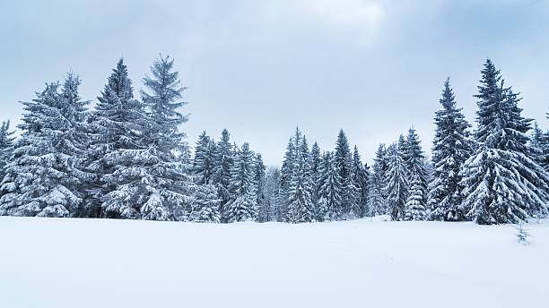 istock Spruce Tree Forest Covered by Snow in Winter Landscape 482616042