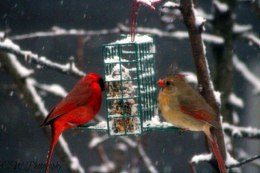 Two birds eating in the winter weather