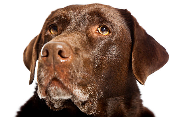 istock Old brown labrador dog isolated on white background. Studio shot. 482616321