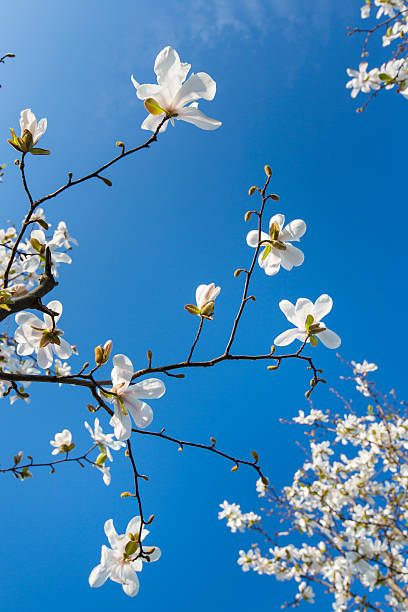 istock Beautiful magnolia blossoms in spring 482616583