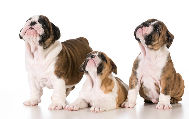 istock bulldog puppies 482617347