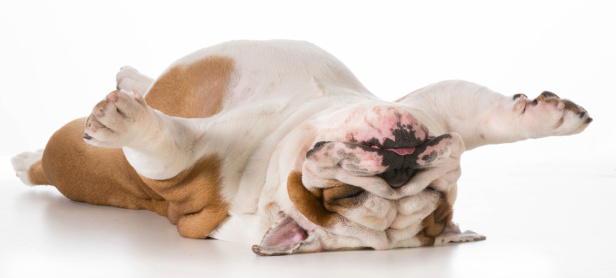 dog laying upside down - english bulldog on back sleeping isolated on white background