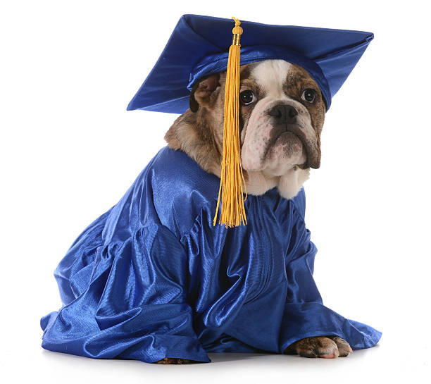 chiot school - dog graduation hat school photos et images de collection