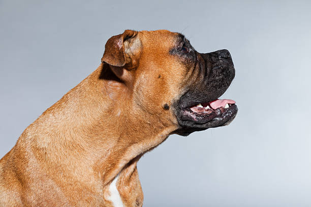 istock Young brown boxer dog. Studio shot against grey background. 482618343