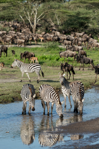 Zebra and Wildebeest rest for a while at a watering hole in Tanzania, Africa, near Lake Ndutu, during the Great Migration.