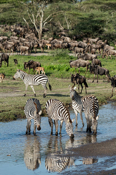 Zebra and Wildebeest in The Great Migration stock photo