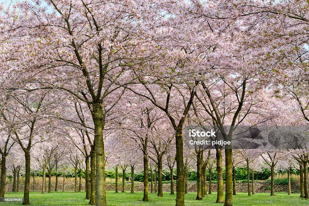 Primavera tempo. Cor-de-rosa floresta cherry blossoms - Foto de stock de Azul royalty-free