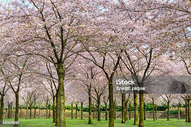 Foto de Primavera Tempo Corderosa Floresta Cherry Blossoms e mais fotos de stock de Azul