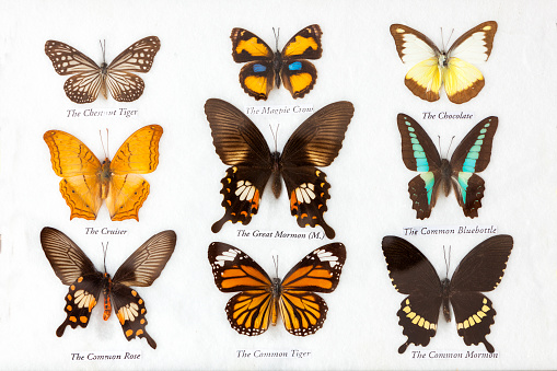 Collection of several preserved butterflies