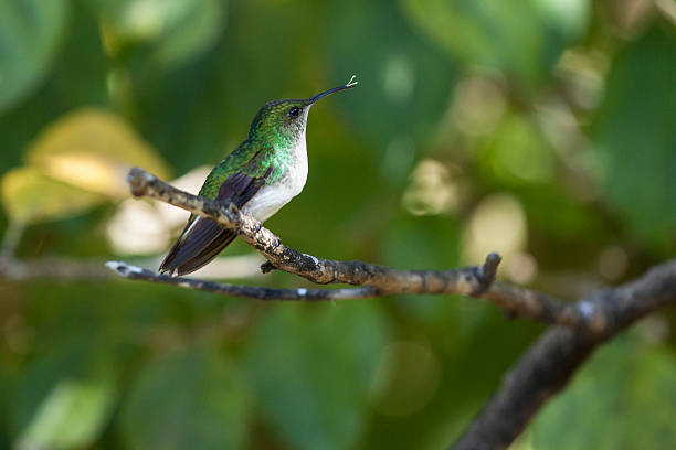 Hummingbird stock photo