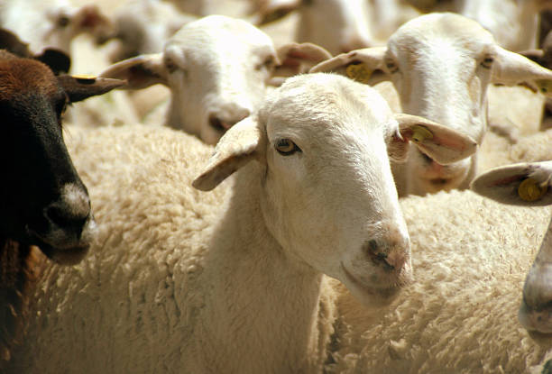 istock Group of sheep in the farm in spring 482620493