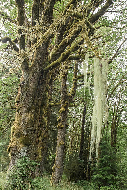 Foresta pluviale muschio - foto stock