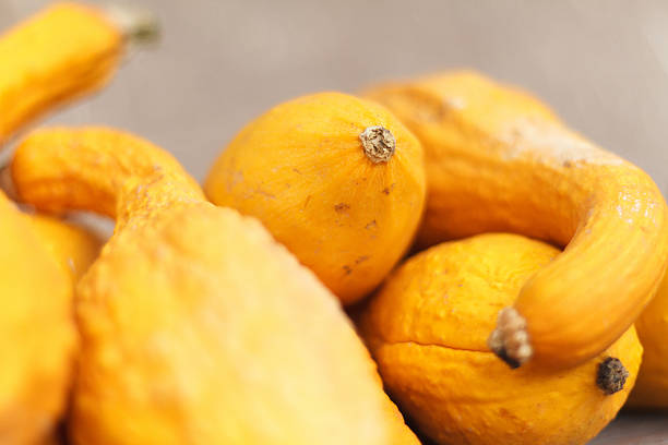 Still life: a group of yellow autumn crookneck squash (close-up), with selective soft focus. 