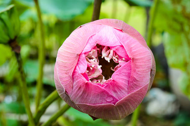 istock pink lotus flower bud 482620599