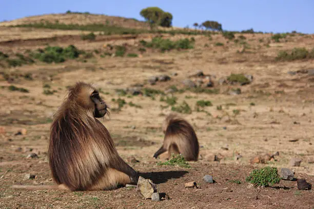 Bleeding-heart baboons in Semien Mountains, Ethiopia.
