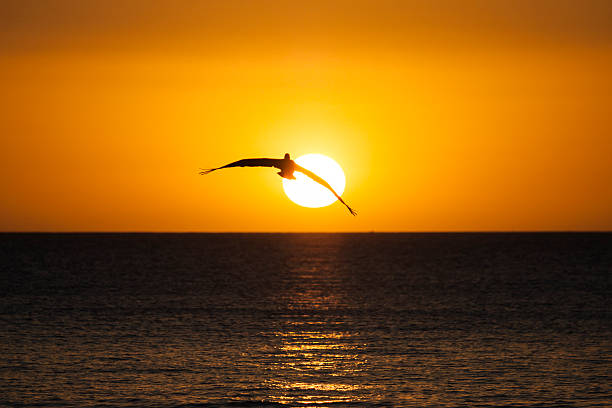 Flying Pelican stock photo