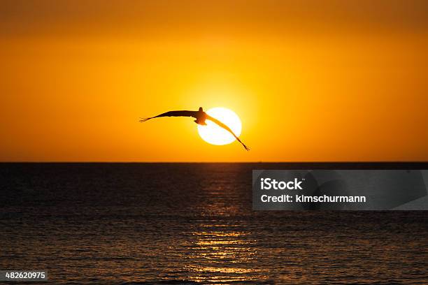 Flying Pelican Stock Photo - Download Image Now - Animal Wildlife, Animals In The Wild, Bird