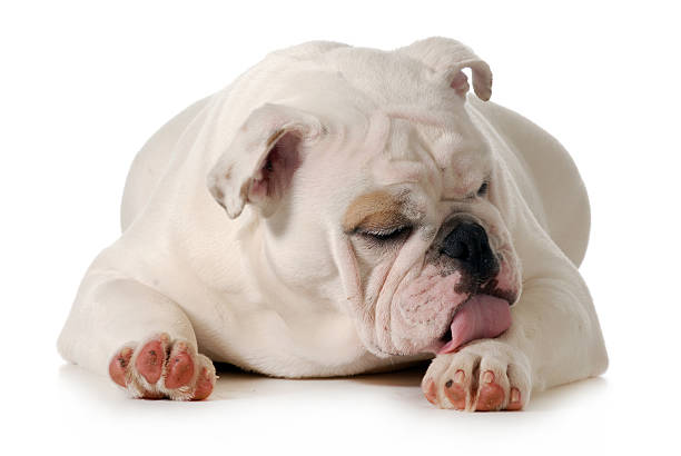 dog licking paw dog licking paw - english bulldog grooming isolated on white licking photos stock pictures, royalty-free photos & images