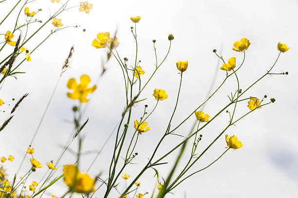 istock Yellow flowers against the sky 482626262