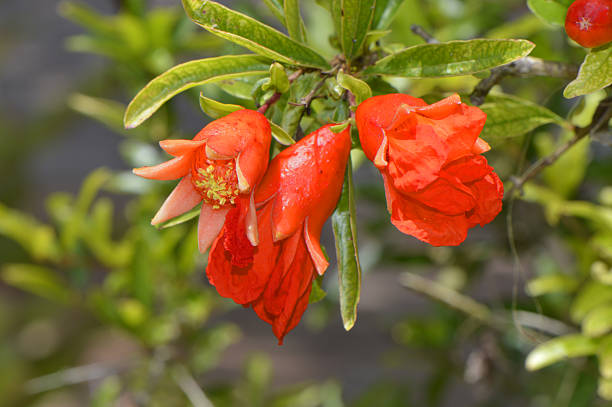 난쟁이 석류 라틴 이름 punica granatum nana - pomegranate pomegranite tree tree leaf 뉴스 사진 이미지